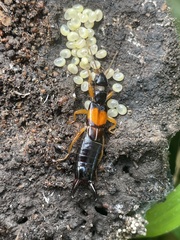 Carcinophora americana