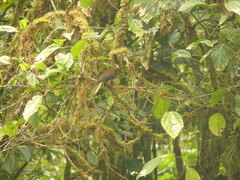 Psarocolius angustifrons