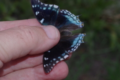 Charaxes guderiana