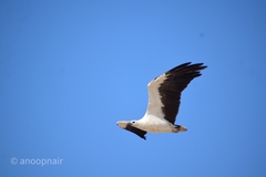 Haliaeetus leucogaster