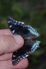 Charaxes guderiana