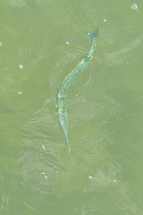 Tylosurus crocodilus