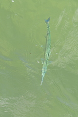 Tylosurus crocodilus