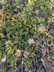 Calliandra eriophylla