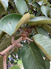 Juglans neotropica