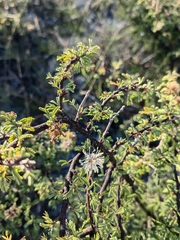 Calliandra eriophylla