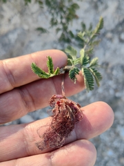 Calliandra eriophylla