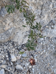 Calliandra eriophylla