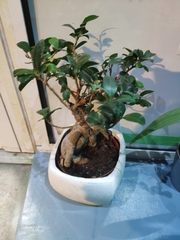 Ficus retusa