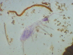 Entognatha