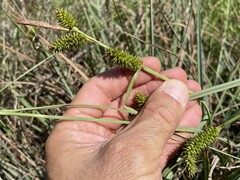 Carex clavata