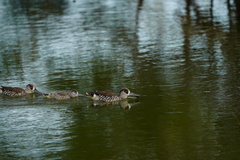 Malacorhynchus membranaceus