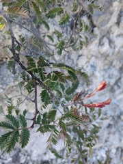 Calliandra eriophylla