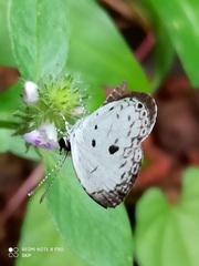 Neopithecops zalmora