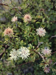 Calliandra eriophylla