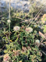 Calliandra eriophylla