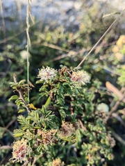 Calliandra eriophylla