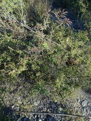 Calliandra eriophylla