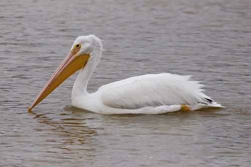 American White Pelican photographed in Kentucky