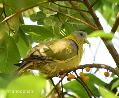 Treron phoenicopterus