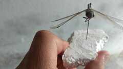 Rhionaeschna multicolor