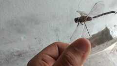 Rhionaeschna multicolor