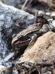 Pelophylax bedriagae