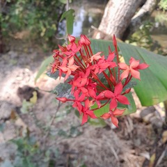 Ixora coccinea