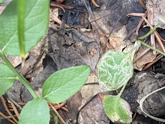 Agromyzidae