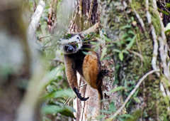 Propithecus diadema
