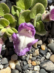 Scutellaria nummulariifolia