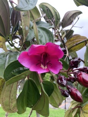 Meriania nobilis