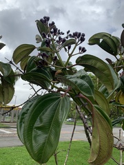 Meriania nobilis