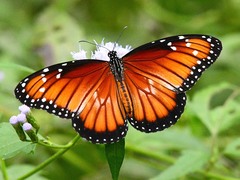 Danaus eresimus