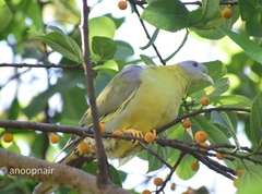 Treron phoenicopterus