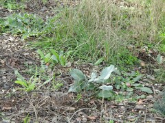 Cynoglossum cheirifolium