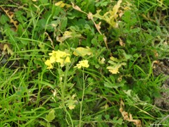 Diplotaxis catholica