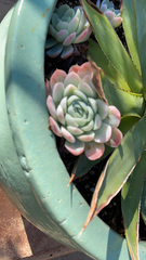 Echeveria elegans