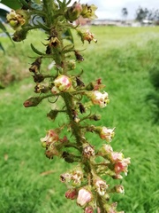 Escallonia pendula