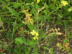 Diplotaxis catholica