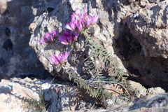 Pseudosedum multicaule