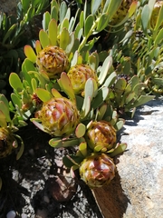 Leucadendron arcuatum