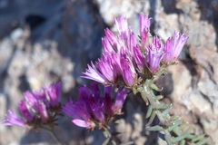 Pseudosedum multicaule