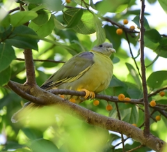 Treron phoenicopterus