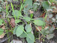 Doronicum plantagineum