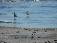 Calidris himantopus