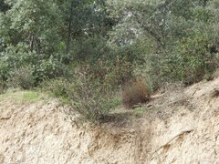 Quercus rotundifolia