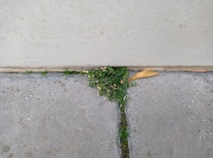 Sagina procumbens