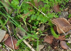 Biserrula pelecinus