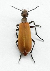 Epicauta ochrea